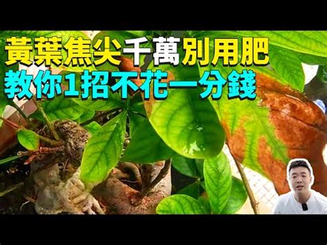 尖葉植物風水